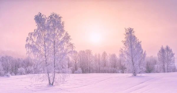 Ramas de árboles congelados en un fondo de cielo matutino púrpura, ambiente extremadamente frío. Vista de invierno, paisaje helado, frío, helado —  Fotos de Stock