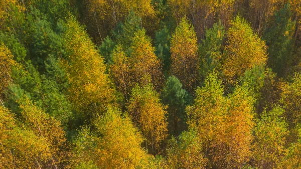 Höst skog träd toppar ovanifrån. Hösten skog utsikt över landskapet. Höstens skogsutsikt. Höstskog — Stockfoto
