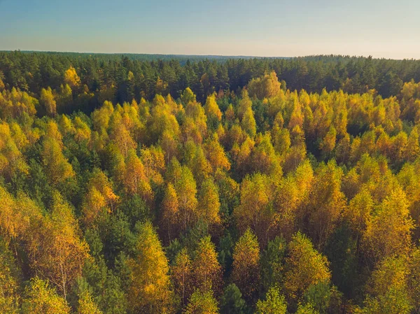 Coloridos abedules amarillos, vista aérea en otoño sobre el bosque, Lituania —  Fotos de Stock