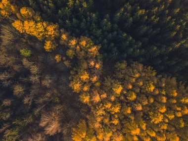 Sonbaharda Larch Ormanı. Havadan Yukarıdan Aşağıya Görünüm