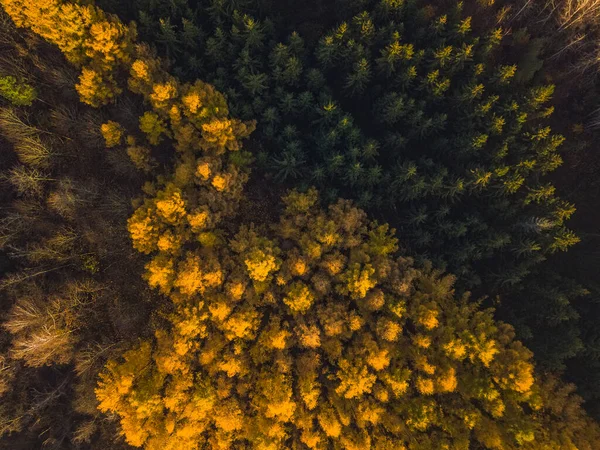 Bosque de Alerce en otoño. Vista aérea de arriba hacia abajo —  Fotos de Stock