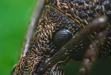 Geniş burunlu buğday biti portresi Otiorhynchus, kapat gözlerini
