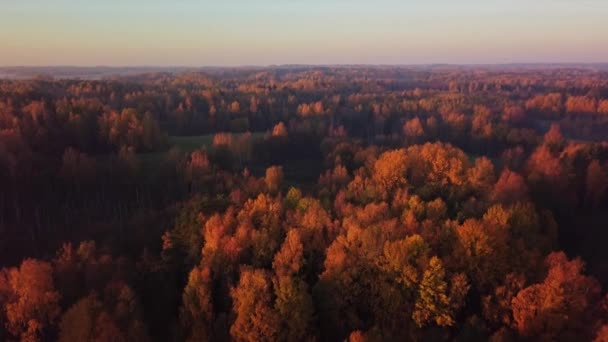 Żółta jesień widok w parkach, lot nad lasami z żółtymi drzewami w słoneczny dzień — Wideo stockowe