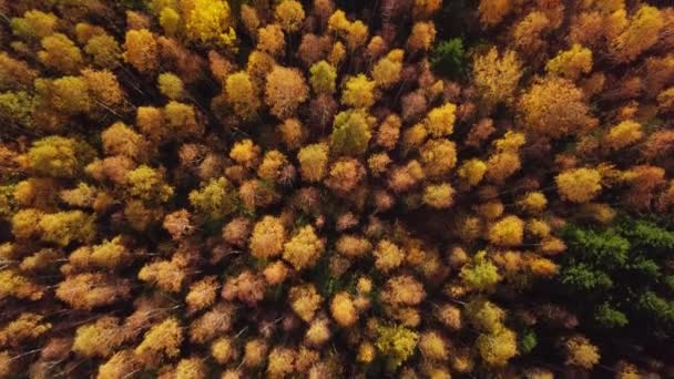 Sárga őszi kilátás a parkokban, repülés erdők felett sárga fák a napsütéses napon — Stock videók