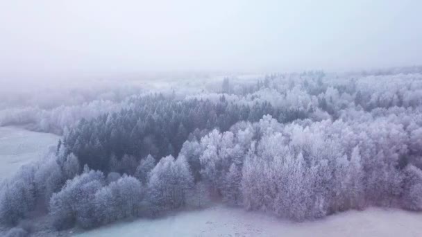 Winterseizoen. Bevroren bos, luchtfoto. Adembenemend natuurlijk landschap, bevroren bos met witte mist — Stockvideo
