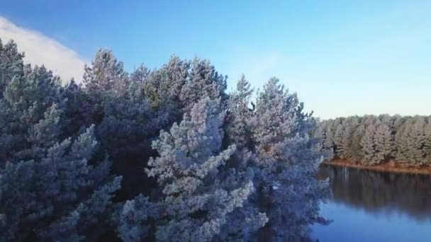 Winterzeit. Schneewald, Luftaufnahme. Atemberaubende Naturlandschaft, gefrorener Wald mit weißem Nebel — Stockvideo