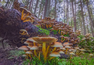 Ormanda yetişen mantarlar, Kınıklı odunlar Kuehneromyces mutabilisler