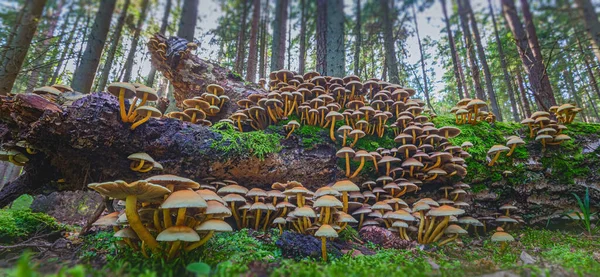 숲에서 자라는 버섯, 머리가 갈라진 목조 주택 - Kuehneromyces mutabilis — 스톡 사진