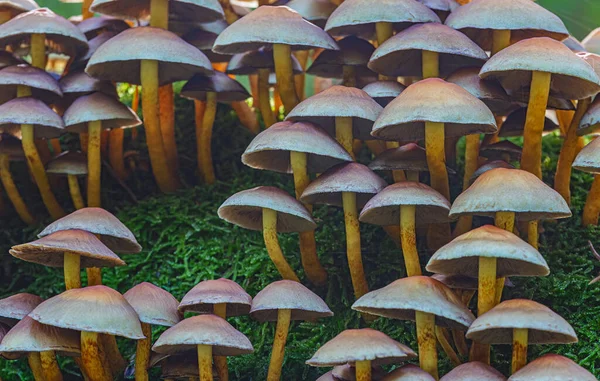 Gomba nő az erdőben, Hypholoma fasciculare — Stock Fotó