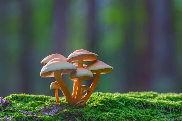 Champignons poussant dans la forêt, Hypholoma fasciculare — Photo