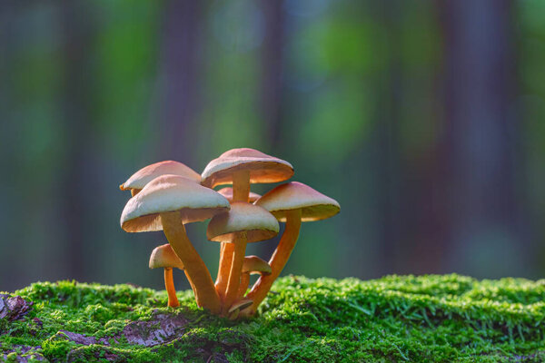 Mushrooms growing in the forest, Hypholoma fasciculare