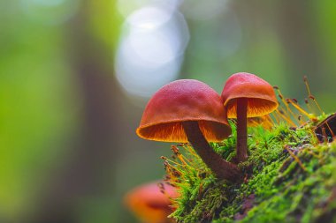 Vahşi enoki mantarları - Flammulina Velutipes, ormanda yetişen iki mantar