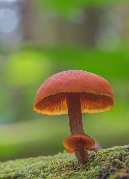 Грибы эноки - Flammulina Velutipes, два гриба, растущих в лесу — стоковое фото