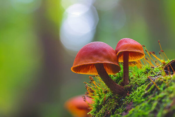Wild enoki mushrooms - Flammulina Velutipes, two mushrooms growing in the forest