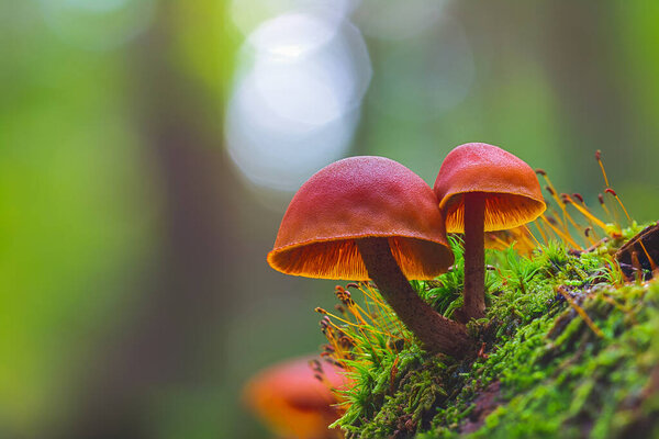 Грибы эноки - Flammulina Velutipes, два гриба, растущих в лесу