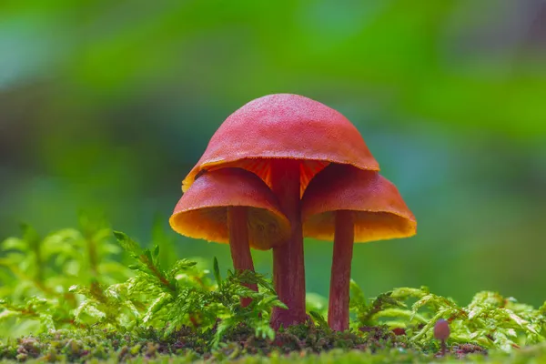 Wild enoki mushrooms - Flammulina Velutipes, three mushrooms growing in the forest — Stock Photo, Image