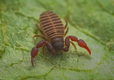 Küçük bir Pseudoscorpion 'un makro resmini kapat