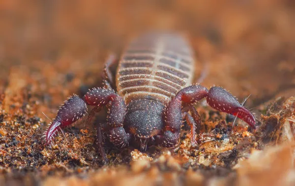 Fechar imagem macro de um pequeno Pseudoscorpion — Fotografia de Stock