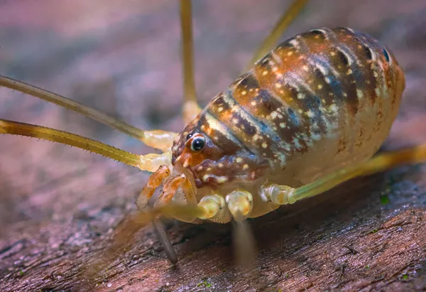 Gros plan macro photo d'un mâle Phalangium opilio, l'espèce de pêcheur la plus répandue au monde. Une moissonneuse, papa longues jambes ou opilion — Photo