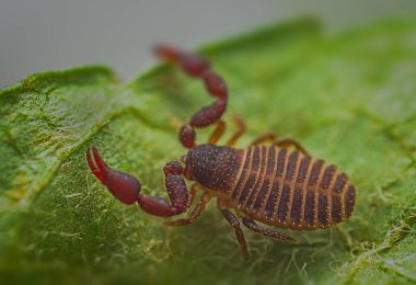 Küçük bir Pseudoscorpion 'un makro resmini kapat