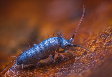 İnce yay kuyruklu, tahtada Orchesella alevi, üst üste yığılmış makro fotoğraf.