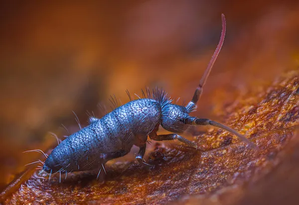 Slender springtail, Orchesella flavescens em madeira, close-up foco empilhado foto macro — Fotografia de Stock