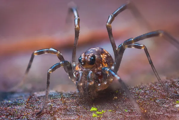 Foto macro ravvicinata di un maschio Phalangium opilio, la specie di mietitore più diffusa al mondo. Una mietitrice, un paparino con le gambe lunghe o un opilione — Foto Stock