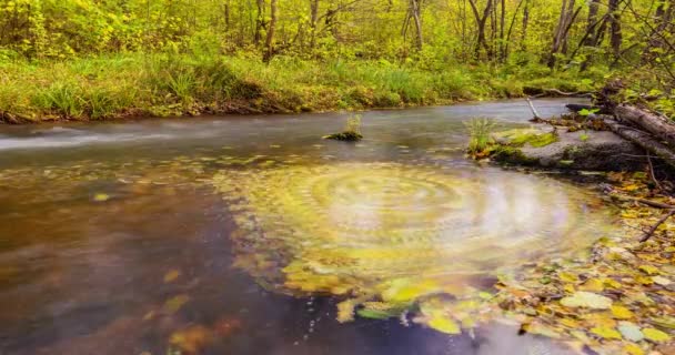 Gevallen bladeren draaiend in de rivier, een draaikolk van gele bladeren. Herfst timelapse video, blad paden — Stockvideo