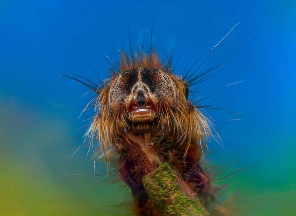 Portrait de chenille poilue dans un fond bleu ciel — Photo