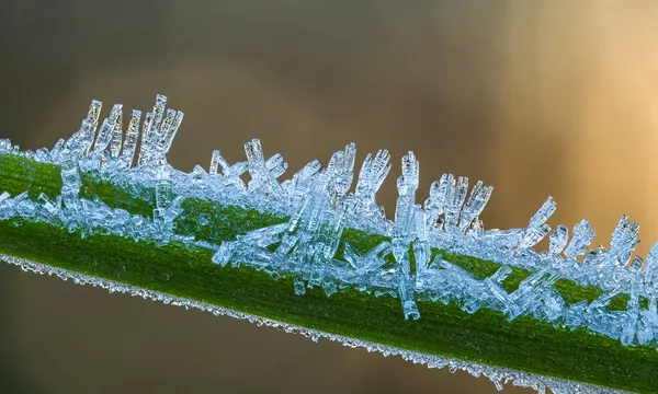Cristais de geada em uma grama no dia de inverno frio, imagem de close-up de cristais de gelo, dia de inverno ensolarado — Fotografia de Stock