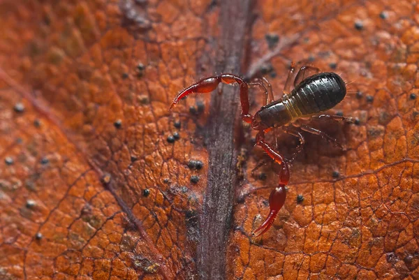 Imagem macro de perto de um pequeno Pseudoscorpion - Neobisium carcinoides — Fotografia de Stock