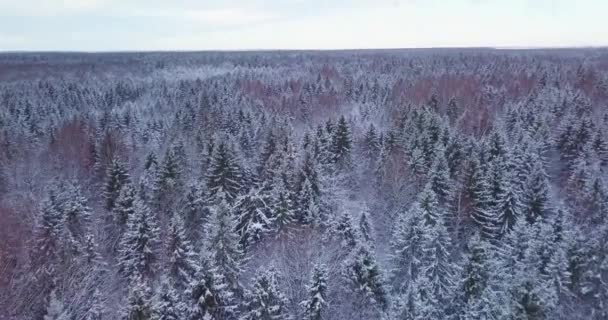 Zimní sezóna. Zmrzlý les, letecký záběr. Dech beroucí přírodní krajina, zamrzlý les s bílou mlhou — Stock video