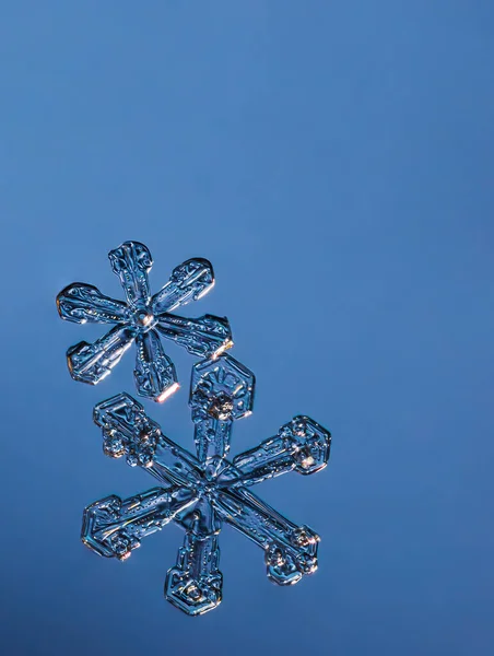 Два сніжинки на гладкому градієнтному фоні. Макро фото реального снігового кристалу на скляній поверхні. Це невеликий сніжинка з незвичайним візерунком . — стокове фото