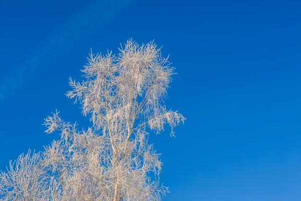 Ramos de árvores cobertas de geada em um contexto do céu azul — Fotografia de Stock