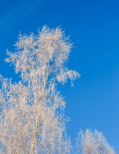 Ramos de árvores cobertas de geada em um contexto do céu azul — Fotografia de Stock