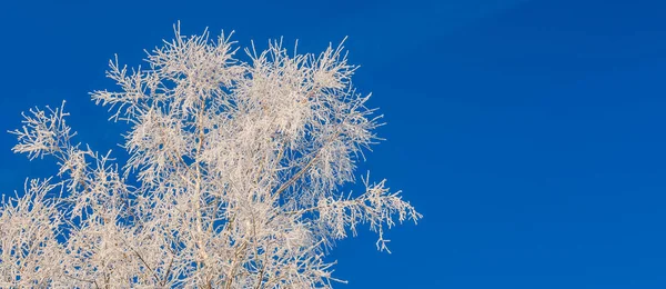 Ramos de árvores cobertas de geada em um contexto do céu azul — Fotografia de Stock
