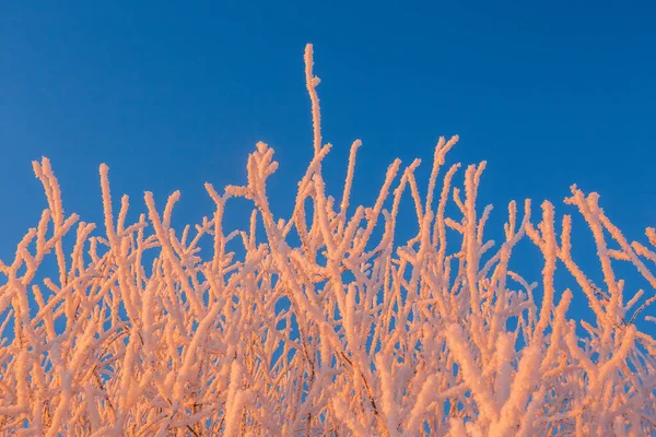 Fundo frio do inverno da geada nos galhos, condições extremamente frias do ambiente, dia frio do inverno com luz solar — Fotografia de Stock