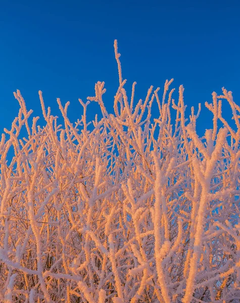 Fundo frio do inverno da geada nos galhos, condições extremamente frias do ambiente, dia frio do inverno com luz solar — Fotografia de Stock