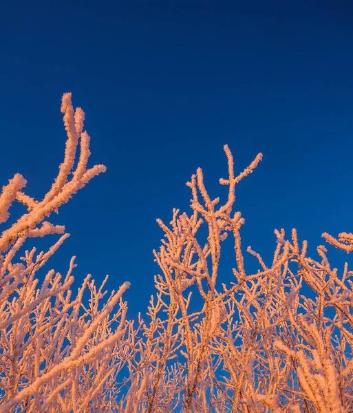 Fundo frio do inverno da geada nos galhos, condições extremamente frias do ambiente, dia frio do inverno com luz solar — Fotografia de Stock