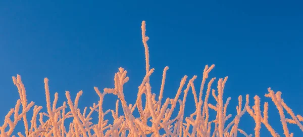 Chladné zimní pozadí mrazu na větvích, extrémně chladné podmínky prostředí, chladný zimní den se slunečním světlem — Stock fotografie