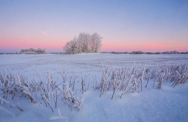 추운 겨울 풍경 아침 햇살, 얼어붙은 나무와 눈덮인 곳, 눈덮인 겨울, 북쪽 — 스톡 사진