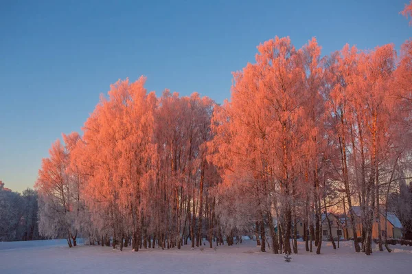Hideg téli reggel vörös napfénnyel és fagyos borítással a fákon, rendkívül hideg téli körülmények között — Stock Fotó