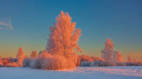 Koude winterochtend met rood zonlicht en vorstbedekking op de bomen, extreem koude winteromstandigheden — Stockfoto