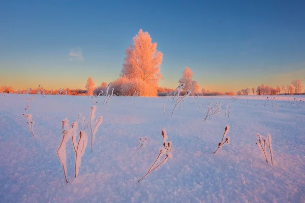 Cold winter morning with red sunlight and frost cover on the trees, extremely cold winter conditions — Stock Photo, Image