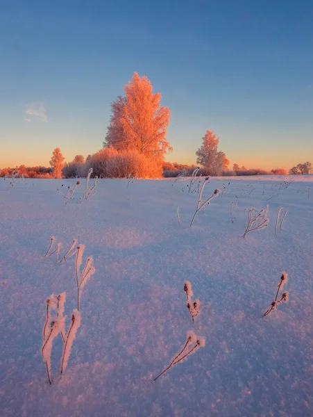 Холодное зимнее утро с красным солнечным светом и морозным покрытием на деревьях, очень холодные зимние условия — стоковое фото
