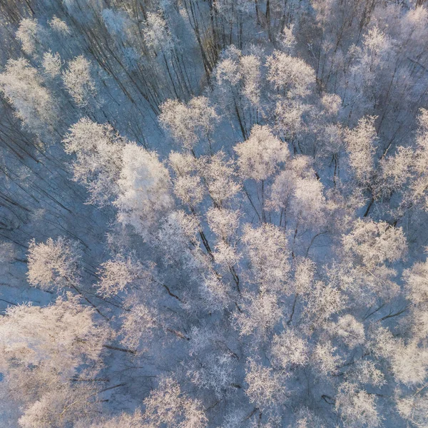 Flygfoto över en snötäckt vinterskog. Vinterskogens abstrakta struktur. Flygdrönare syn på en vinter landskap. Flygfotografering. — Stockfoto