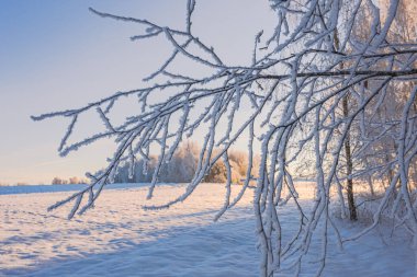 Soğuk kış sabahı, ağaçların dallarında güneş ışığı ve don örtüsüyle, son derece soğuk kış koşulları.