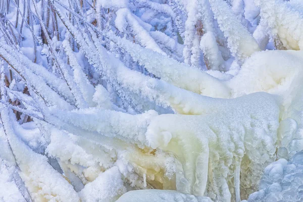 겨울에 공원의 꽁꽁 얼어붙은 가지들, 리투아니아 — 스톡 사진