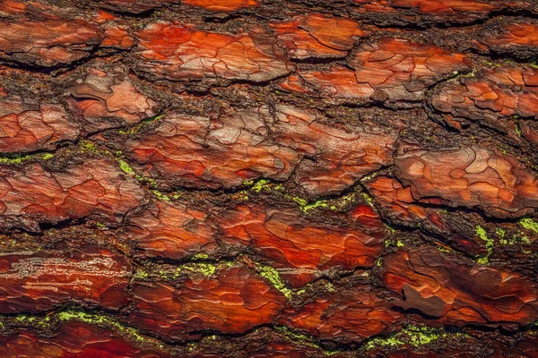 Red old tree rough bark. Trunk texture contrasts in sunny daylight. — 图库照片