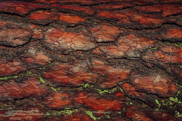 붉은 오래 된 나무거친 껍질. 밝은 낮 의 트렁크 질감은 대조를 이룬다. — 스톡 사진